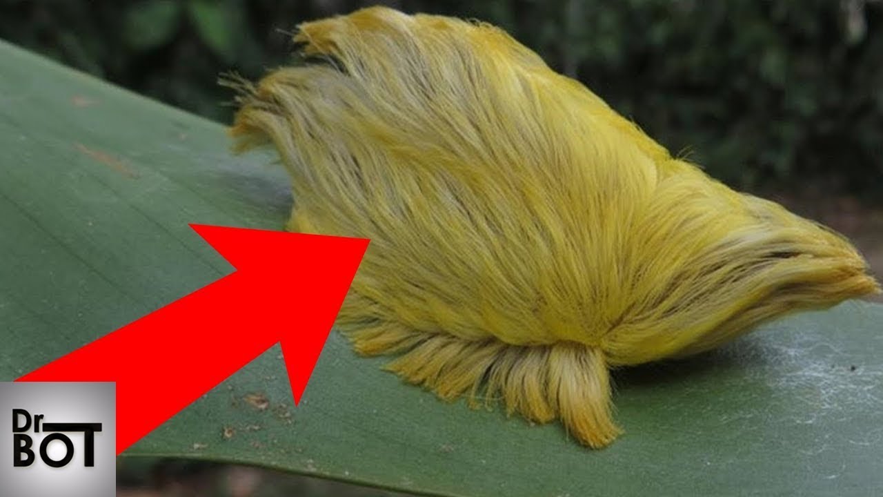 Si vous voyez ceci en forêt, courez vite et demandez de l'aide!