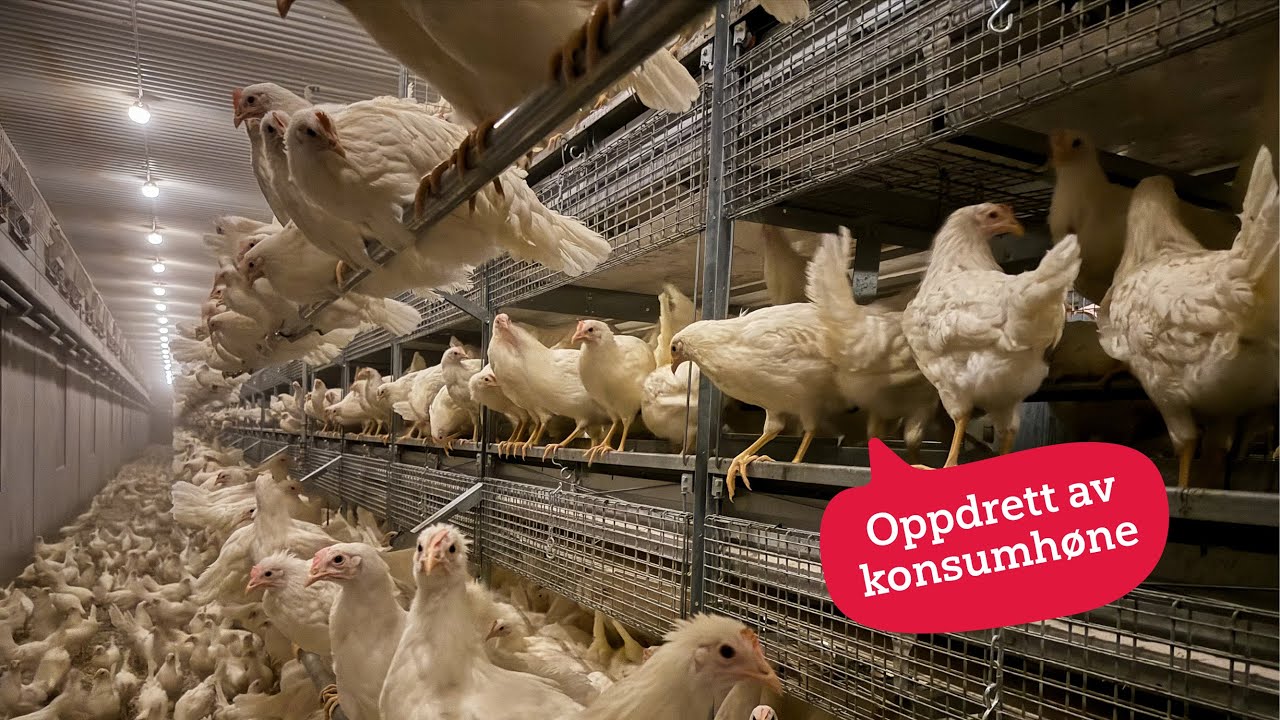 Stjørdal Hønseri bygger fremtidens hønseoppdrett