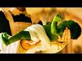 Wicked Opening Scene Recap