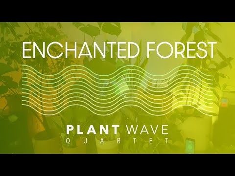 PlantWave Quartet - Enchanted Forest - Energizing Plant Music Focus