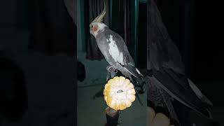 Download lagu parkit Australia #trending #shortvideo mp3 Download lagu parkit Australia #trending #shortvideo mp3