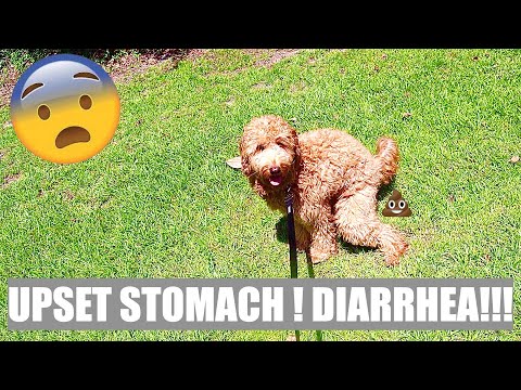 SWITCH OF DOG FOOD CAUSED BAD CASE OF DIARRHEA | F1B GOLDENDOODLE HONEY