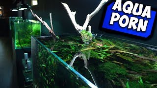 CINEMATIC AQUARIUM PORN (AQUASCAPE INSPIRATION) | GARNELENHAUS HAMBURG | Aqua Update