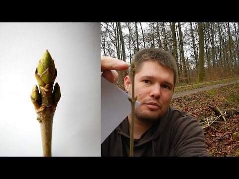 Kleines Waldlexikon (3) - Berg-Ahorn (Acer pseudoplatanus) im Winter