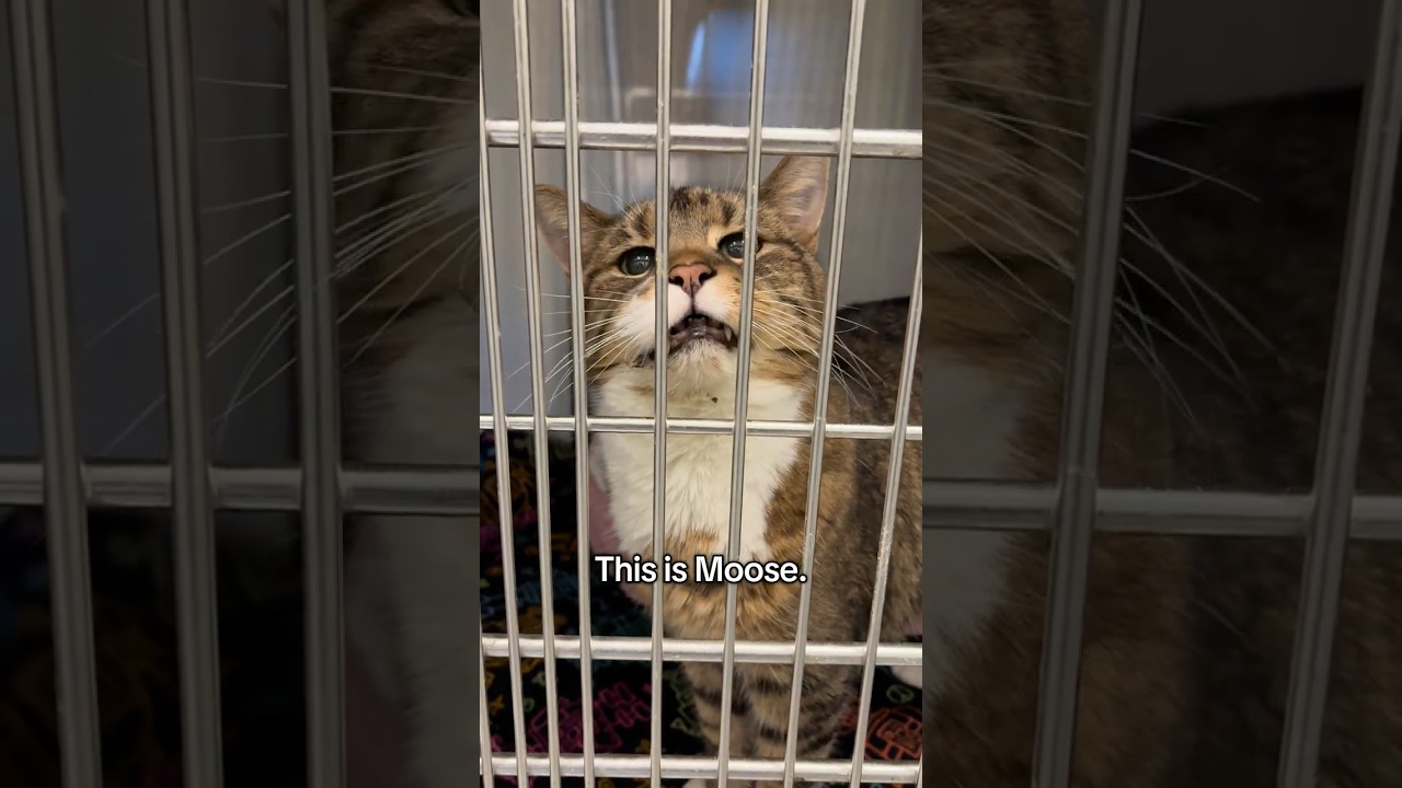 Enlarge Moose, an adopted mixed breed in Huntley, IL video 5/5