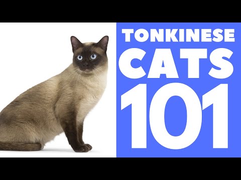 The Tonkinese Cat 101 : Breed & Personality