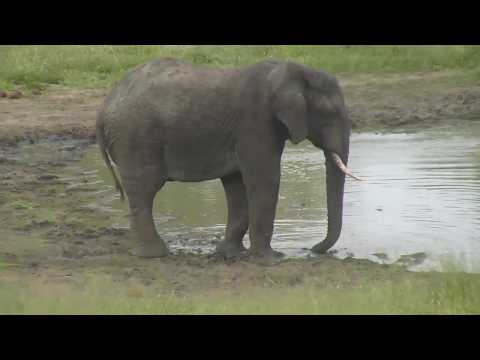 Djuma: Lone Elephant bull with missing left tusk - 15:19 - 02/03/19