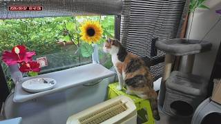 三毛猫フミちゃん　 LIVE配信　2026年8月2日　calico cat　(LIVE stream)
