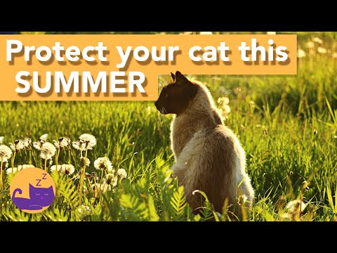 ☀️ How to Keep Your Cat Cool in the Summer (TOP TIPS 2021) ☀️