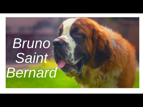 Saint bernard puppy growing Bigger  (Bruno)