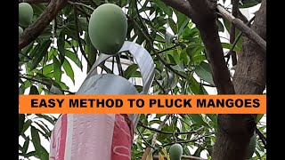 Easy method to pluck mangoes / How to make fruit picker at home/ Fruit Plucker