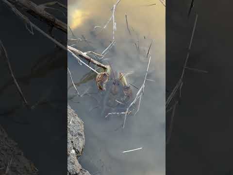 @Rainzinator  and @jay-g7c1b