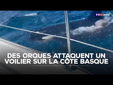 Des orques attaquent un voilier sur la côte basque｜TF1 INFO