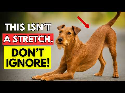 🐶 If Your Dog Stretches When They See You… This Is What It Really Means