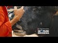 Ngeri! Prosesi Penyembelihan Kerbau di Tana Toraja Part 01 - Geopark Indonesia 03/02 Ngeri! Prosesi Penyembelihan Kerbau di Tana Toraja Part 01 - Geopark Indonesia 03/02