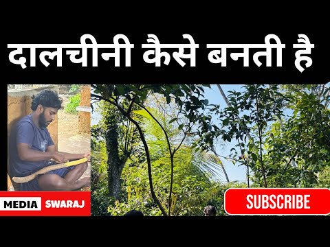 Ceylon Cinnamon Farming in Sri Lanka | Leaf Oil Distillation & Bark Extraction 