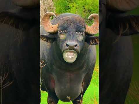 cow short video 😂 video call photo dance with short film video 🤣🐄🐃😱 short term