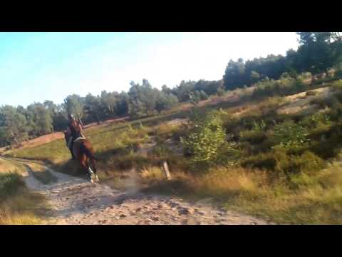 Gopro horse riding Veluwe, spotting wild horse and foal!