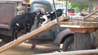 Newborn goats being pushed up ramp by mother