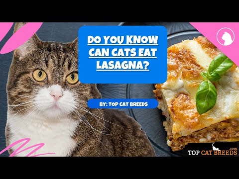 Do You Know Can Cats Eat Lasagna | Top Cat Breeds