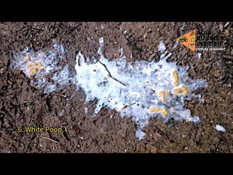 7 種類の鶏のうんちとその意味 (鶏の病気の診断)