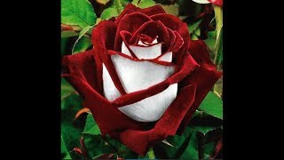 John McCormack ~ Now sleeps the crimson petal. 1927