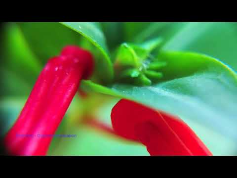 Riamiwo -  Dispersionsrelation (Tour De Traum XV)