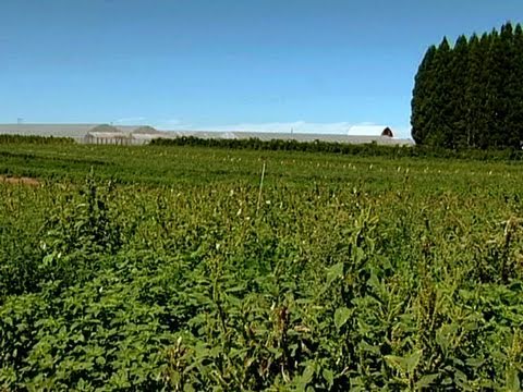 Seeds Of Life: Hybrids and the Emergence of Seed Monopolies