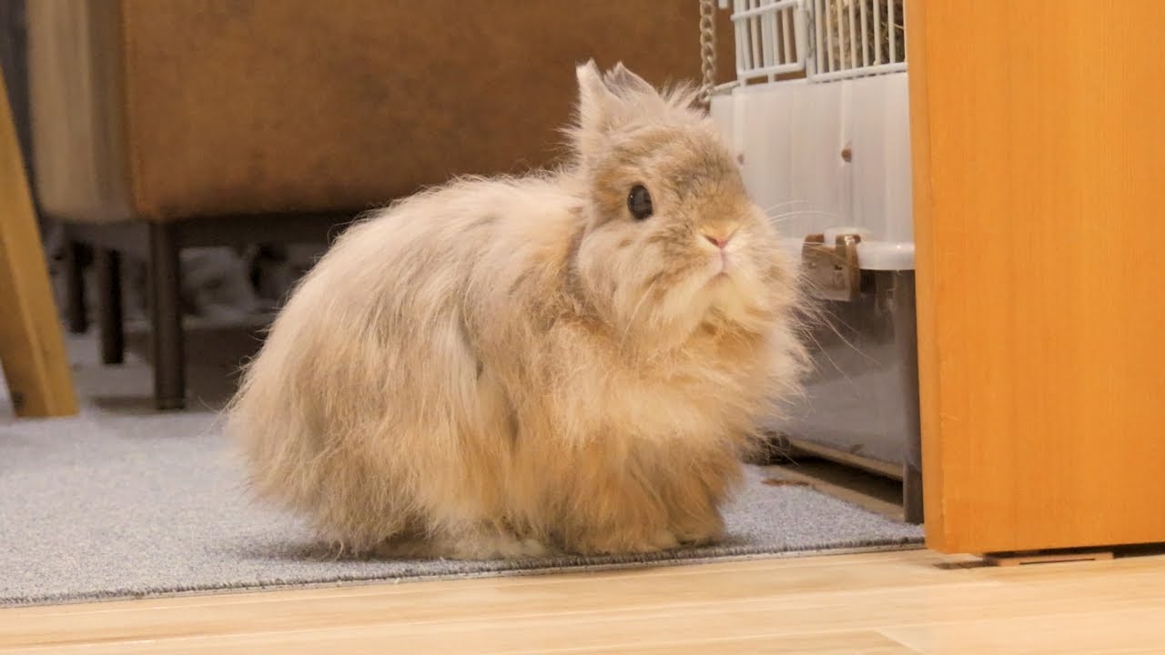 トコトコ歩くようになったうさぎNo.359