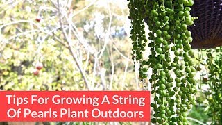Tips For Growing A String Of Pearls Plant Outdoors / Joy Us Garden