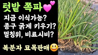 텃밭 쪽파