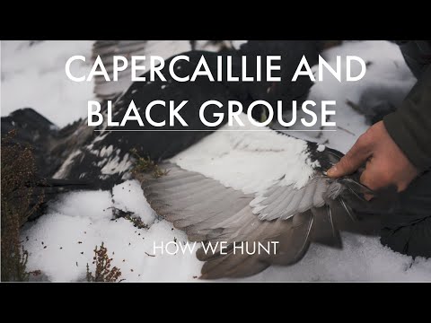 CAPERCAILLIE AND BLACK GROUSE HUNTING IN SWEDEN (TOPPJAKT) - HOW WE HUNT