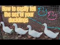 How To Tell The Sex Of Your Duckling S Farm Ducks Homestead Tutorial Chicken