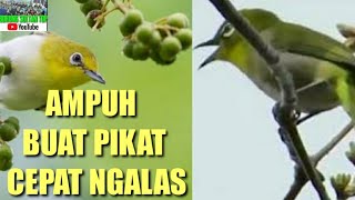 Download lagu SUARA PLECI LIAR || AMPUH BU4T PIKAT ! MEMANGGIL LAWAN ! & BIKIN C3PAT NGALAS !! mp3