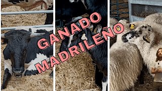 Razas de ovejas, cabras y vacas madrileñas| | SUBASTA DE GANADO COLMENAR VIEJO