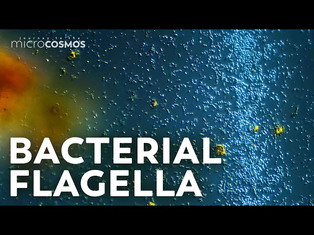 Video Uitspraak van flagella in Engels
