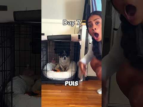 De la peur à la confiance en 20 jours 🐶💙🫠 #chien #animaux