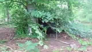 preview picture of video 'Stevens new bush shelter pt 2'