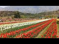 Beautiful Kashmir Kitni Khubsurat Yeh Kashmir Hai Tulip Garden Kashmir