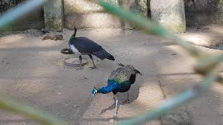Peafowl Peacock Love Call Sounds Habitat Feathers at Dulahazra Safari Park