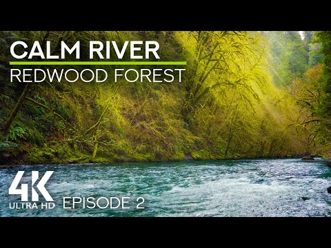 8 HRS Relaxing Forest River Sound & Birds Chirping - Calm River of Redwood Forest 4K - Episode #2