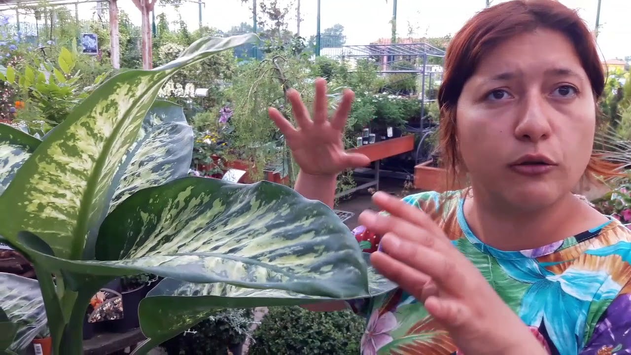 Piante d'appartamento: consigli utili sulla dieffenbachia