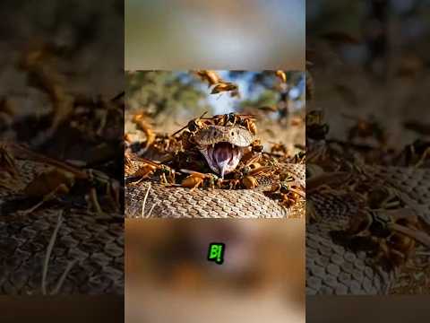 Rắn Độc Dám Đối Đầu Với Ong Vò Vẽ #thếgiớiđộngvật