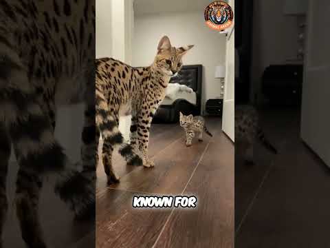 Top 3 Most Expensive Cat Breeds #shorts