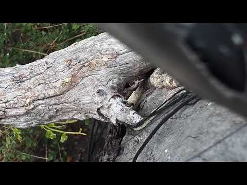 Djuma: Impala rams sparring - 08:45 - 05/31/21