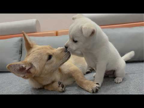 YouTube 썸네일