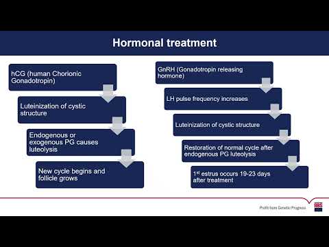 Ovarian Cysts in Dairy Cattle | Causes, Diagnosis & Management