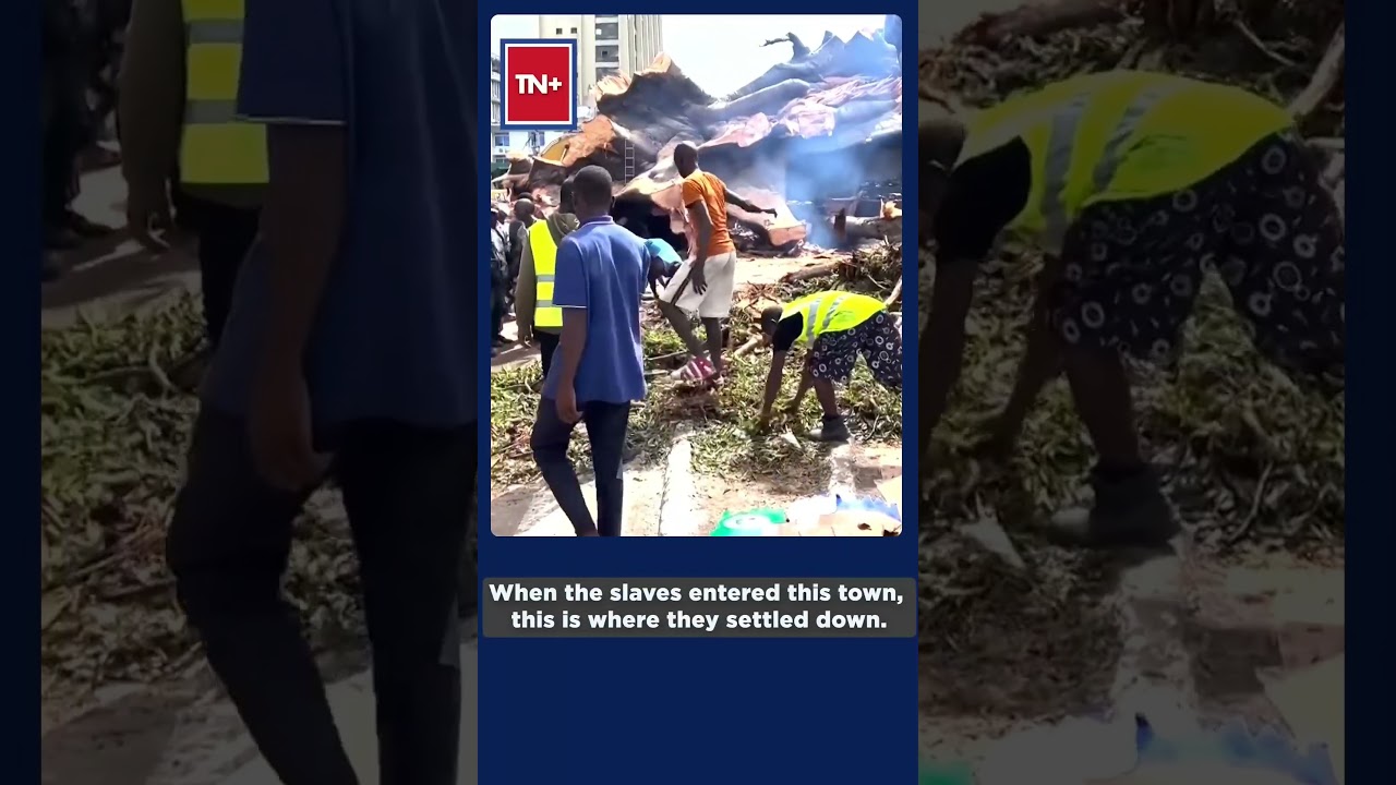 Sierra Leone Loses ‘Iconic’ 400-Year-Old Cotton Tree After Storm Fells National Treasure