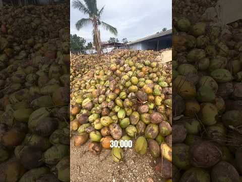 Augest 2,3 dream gen 2025 business expo! #coconut #expo #export #business #trending #trichy