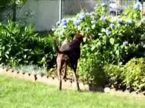 Nash in the Backyard